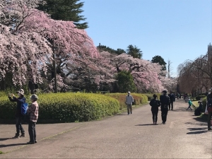 桜カップル達.jpg