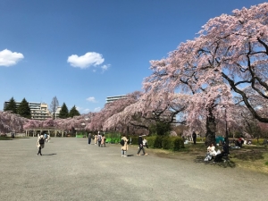 桜広場.jpg