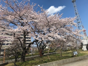 桜標本木.jpg